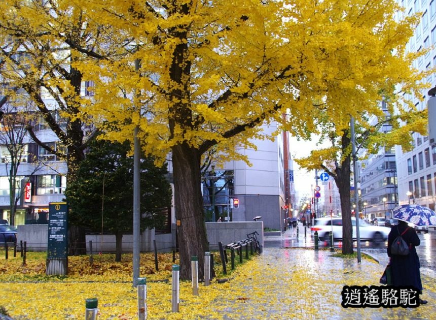 深秋寒雨中的大通公園-日本駱駝