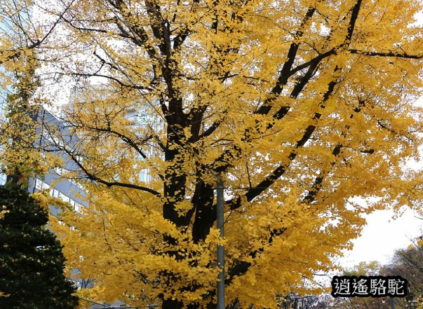 深秋寒雨中的大通公園-日本駱駝