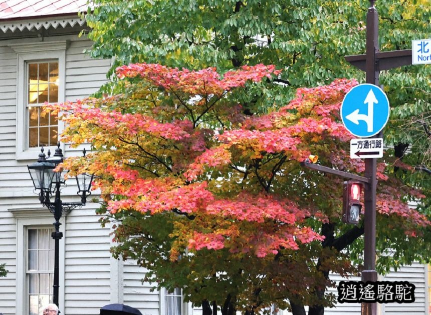 寒雨中的時計台-日本駱駝