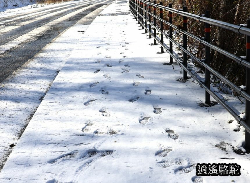 定山溪錦橋-日本駱駝