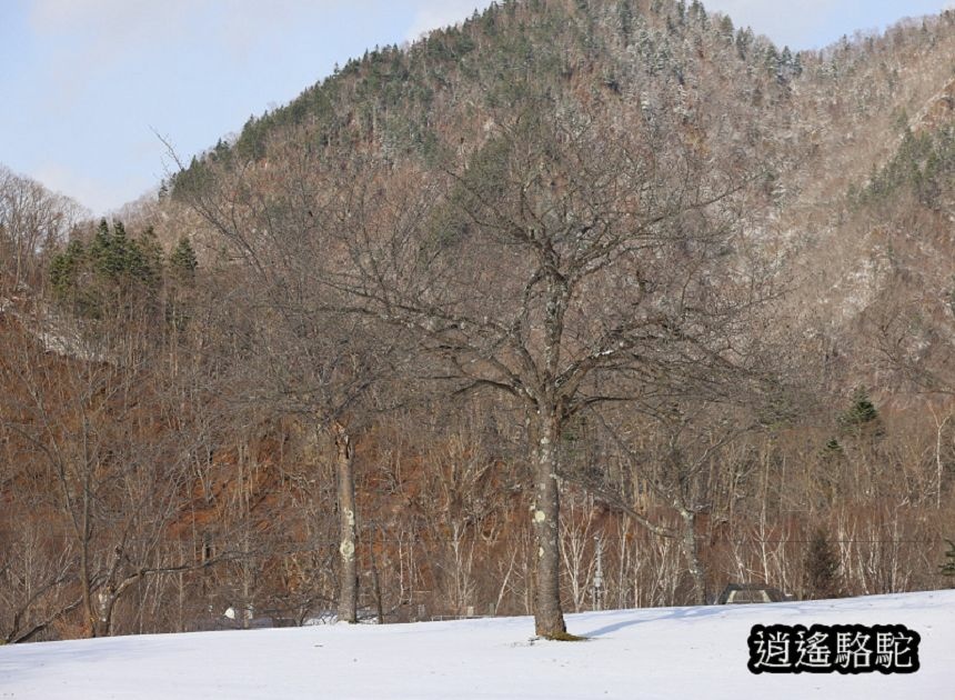 定山溪時雨橋-日本駱駝