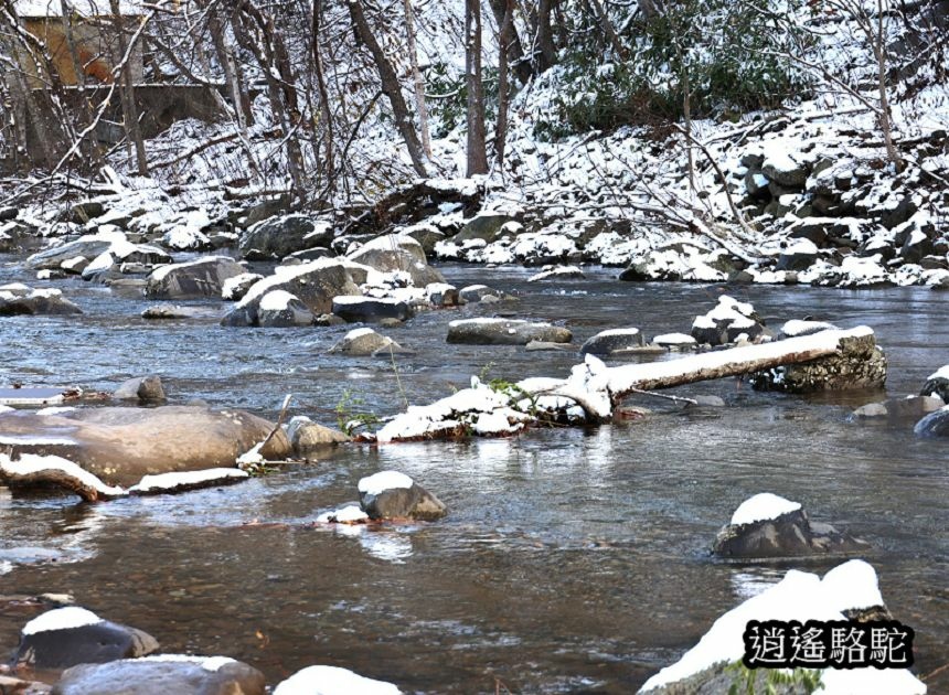 定山溪二見公園-日本駱駝