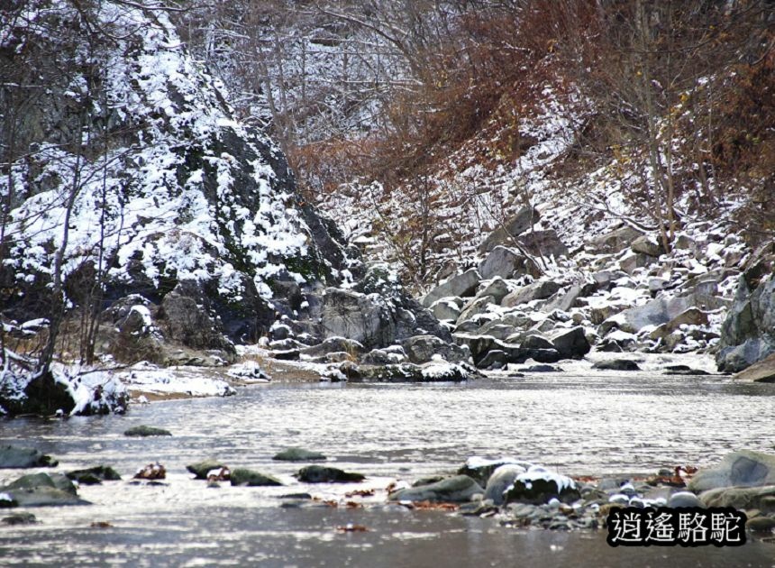 定山溪二見公園-日本駱駝