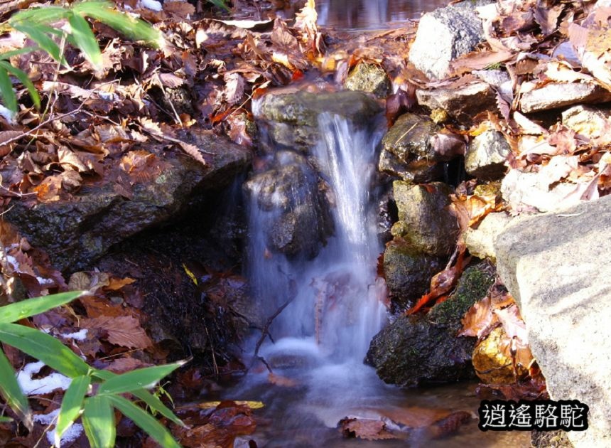 定山溪二見公園-日本駱駝