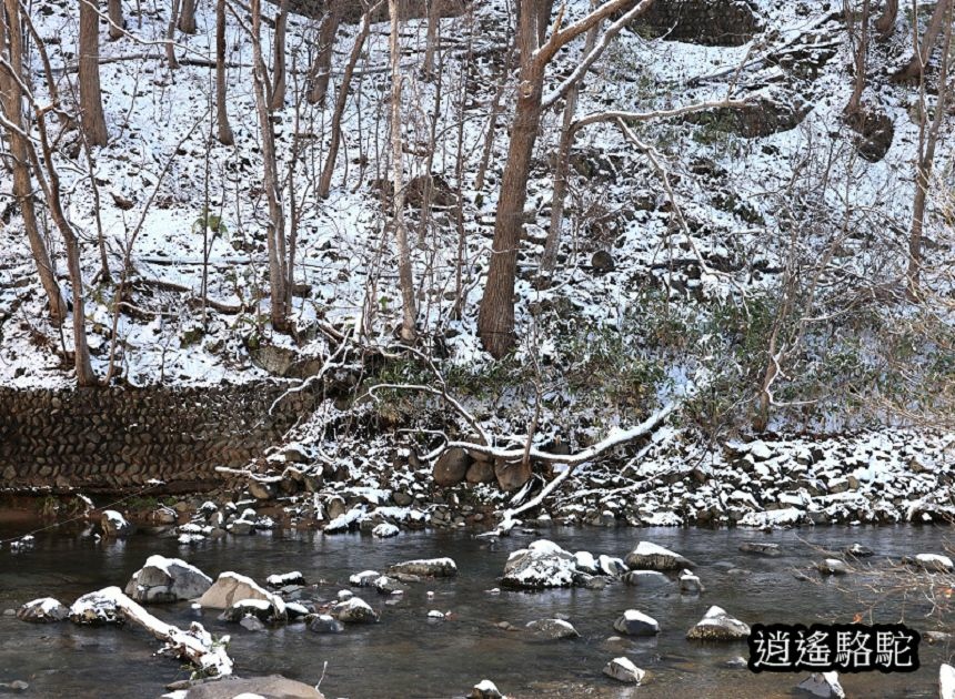 定山溪二見公園-日本駱駝