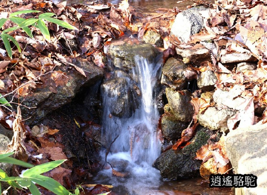 二見吊橋-日本駱駝