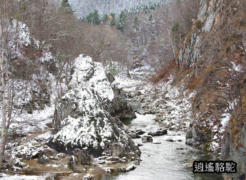 二見吊橋-日本駱駝