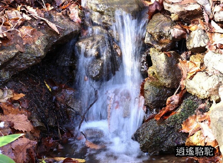 二見吊橋-日本駱駝