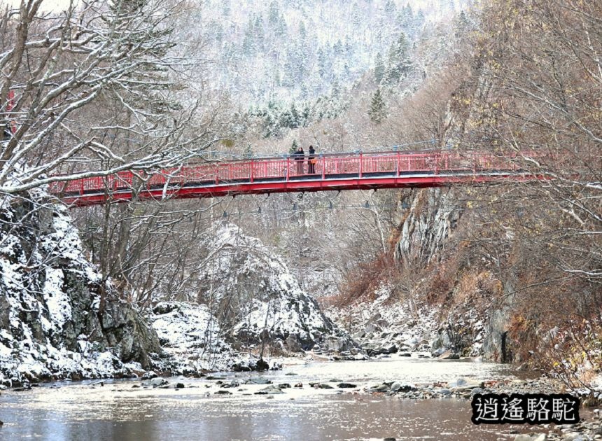 二見吊橋-日本駱駝