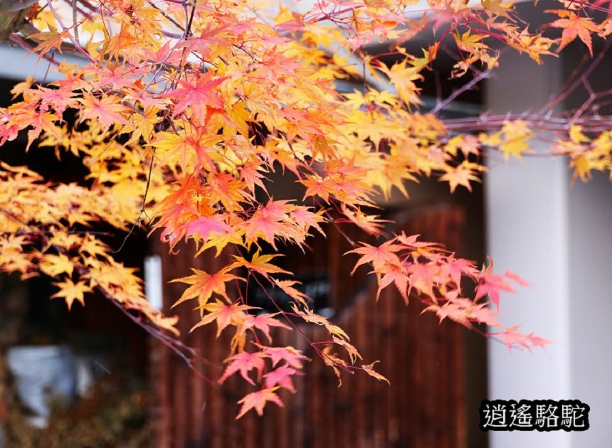 定山源泉公園-日本駱駝