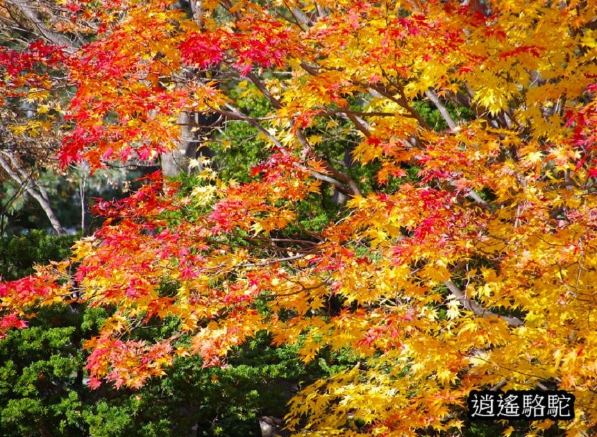 中島公園深秋-日本駱駝