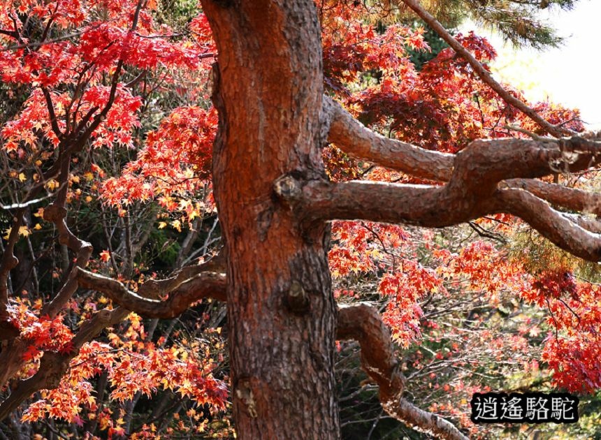 中島公園深秋-日本駱駝