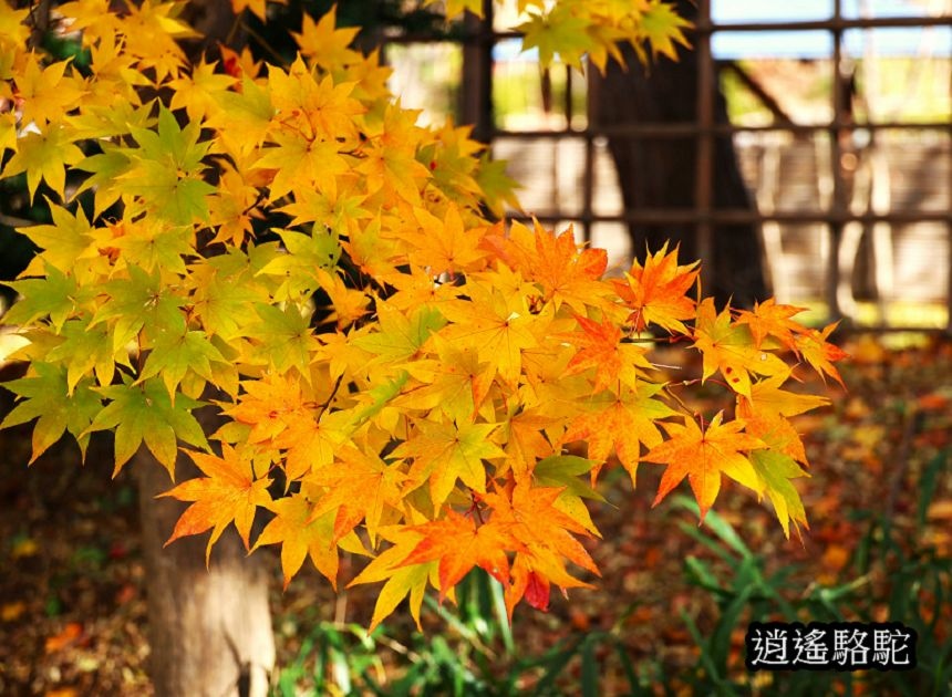 中島公園深秋-日本駱駝