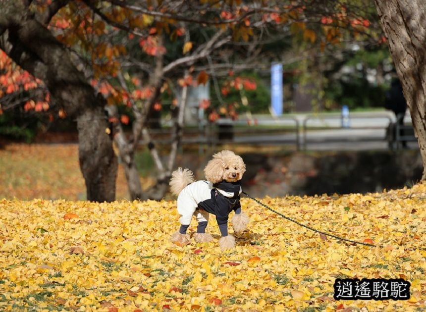 中島公園銀杏結實纍纍-日本駱駝