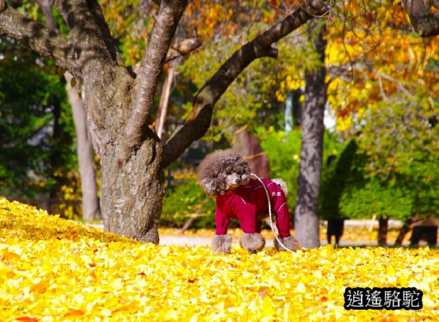 中島公園銀杏結實纍纍-日本駱駝