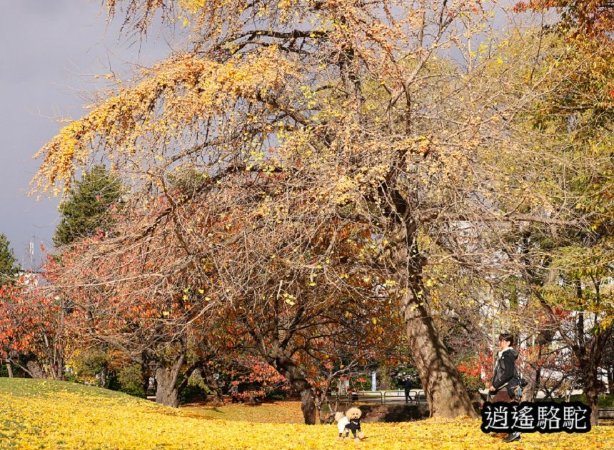 中島公園銀杏結實纍纍-日本駱駝