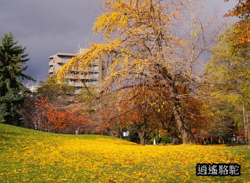 中島公園銀杏結實纍纍-日本駱駝