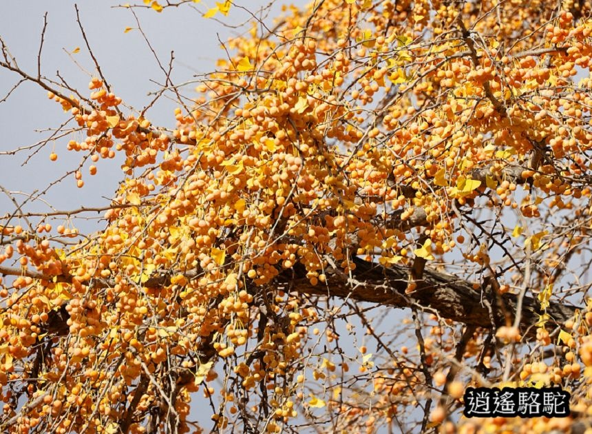 中島公園銀杏結實纍纍-日本駱駝
