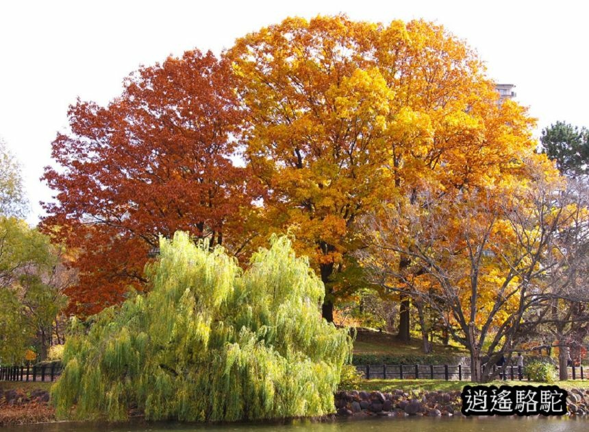 中島公園銀杏結實纍纍-日本駱駝