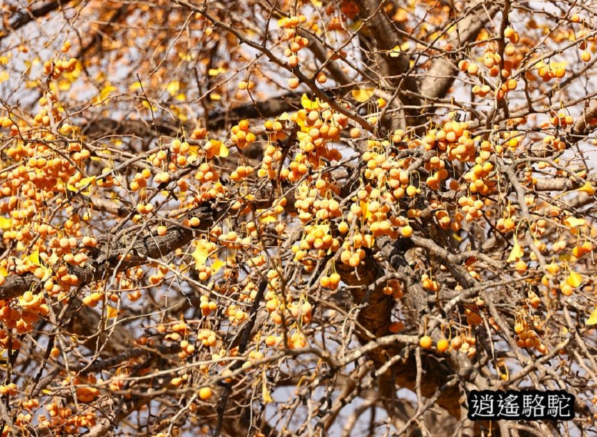 中島公園銀杏結實纍纍-日本駱駝