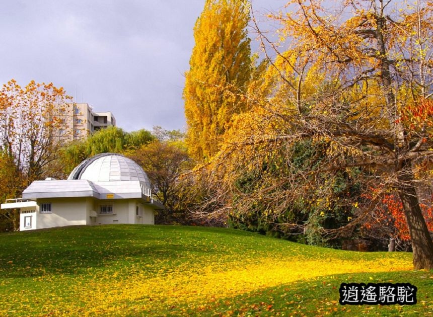 中島公園銀杏結實纍纍-日本駱駝