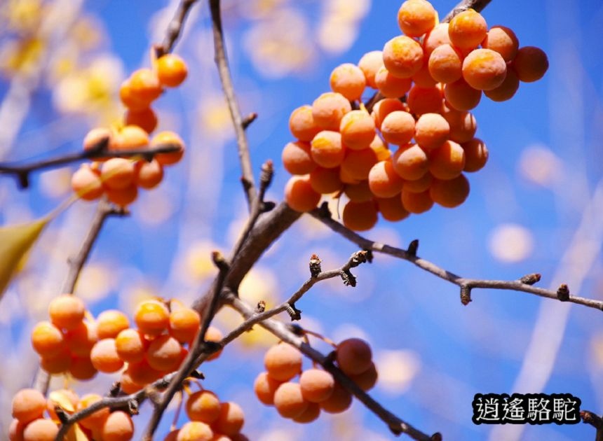 中島公園銀杏結實纍纍-日本駱駝