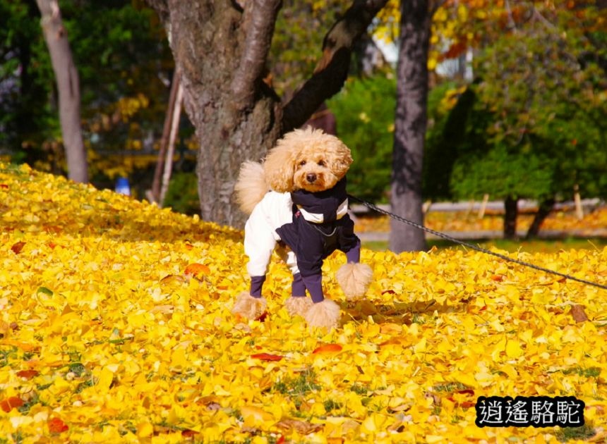 中島公園銀杏結實纍纍-日本駱駝