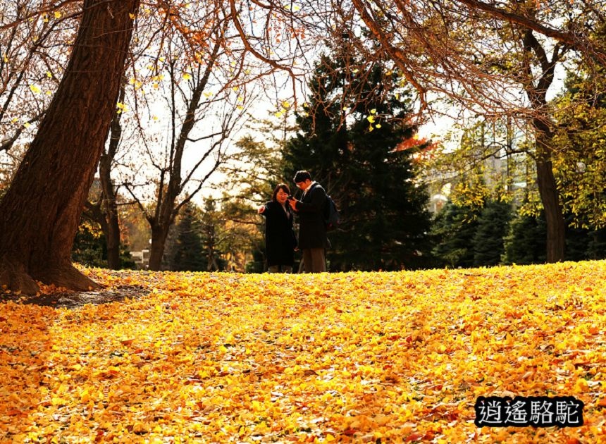 中島公園銀杏結實纍纍-日本駱駝