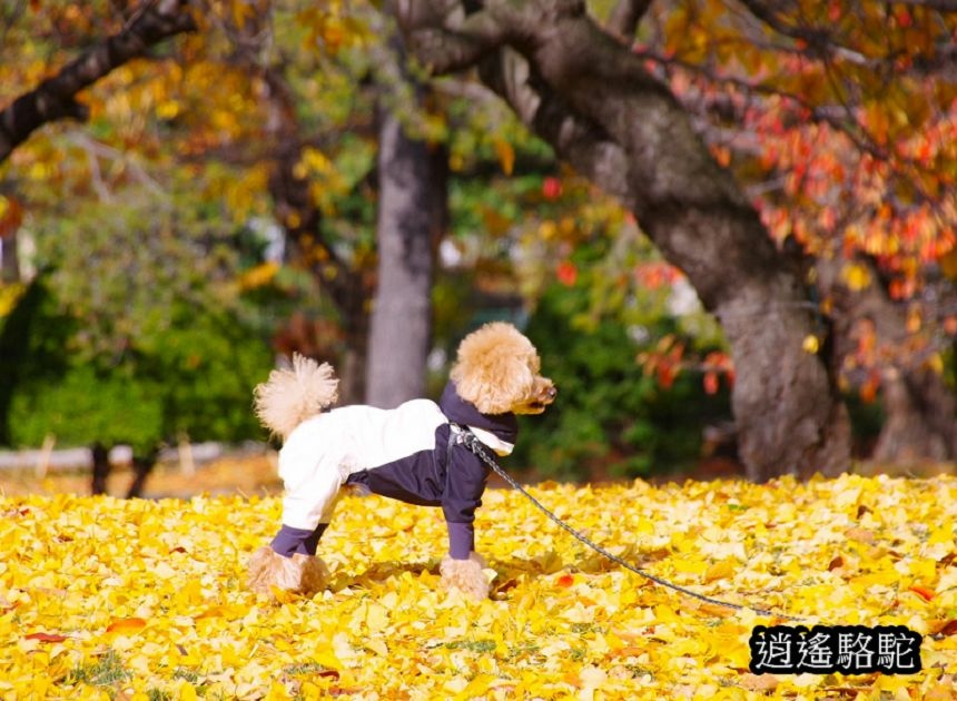 中島公園銀杏結實纍纍-日本駱駝