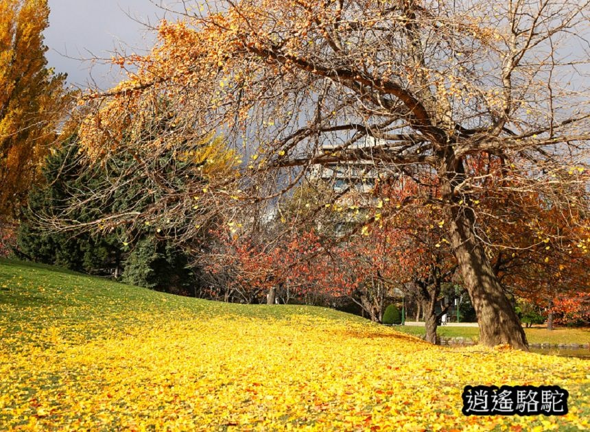 中島公園銀杏結實纍纍-日本駱駝