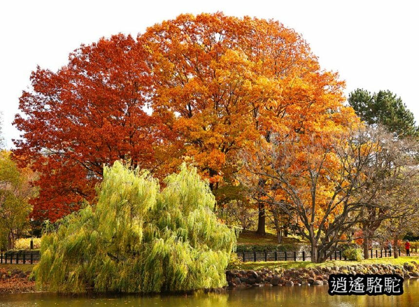 中島公園銀杏結實纍纍-日本駱駝