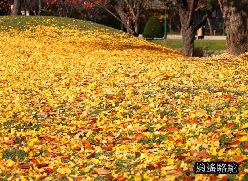 中島公園銀杏結實纍纍-日本駱駝