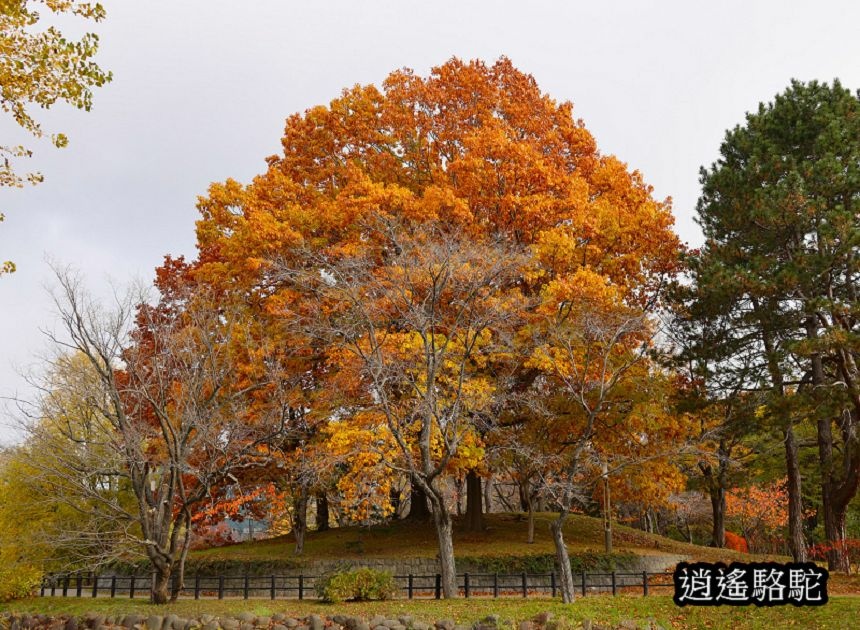 中島公園銀杏結實纍纍-日本駱駝