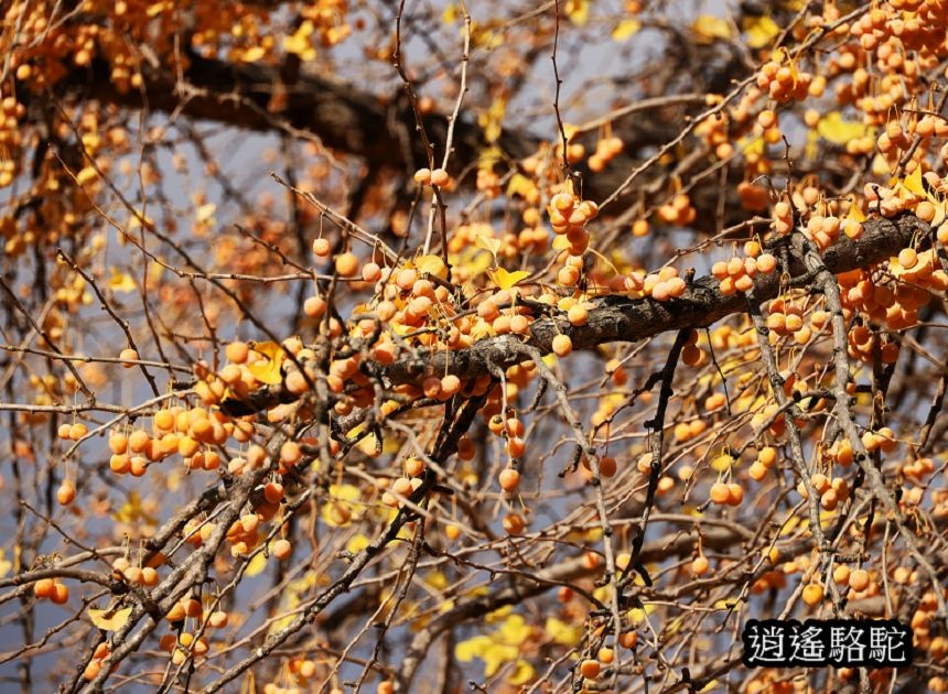 中島公園銀杏結實纍纍-日本駱駝