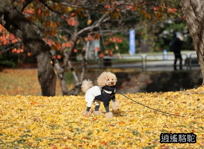 中島公園銀杏結實纍纍-日本駱駝