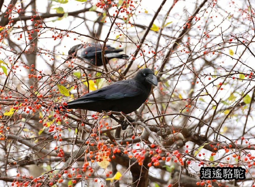 中島公園銀杏結實纍纍-日本駱駝