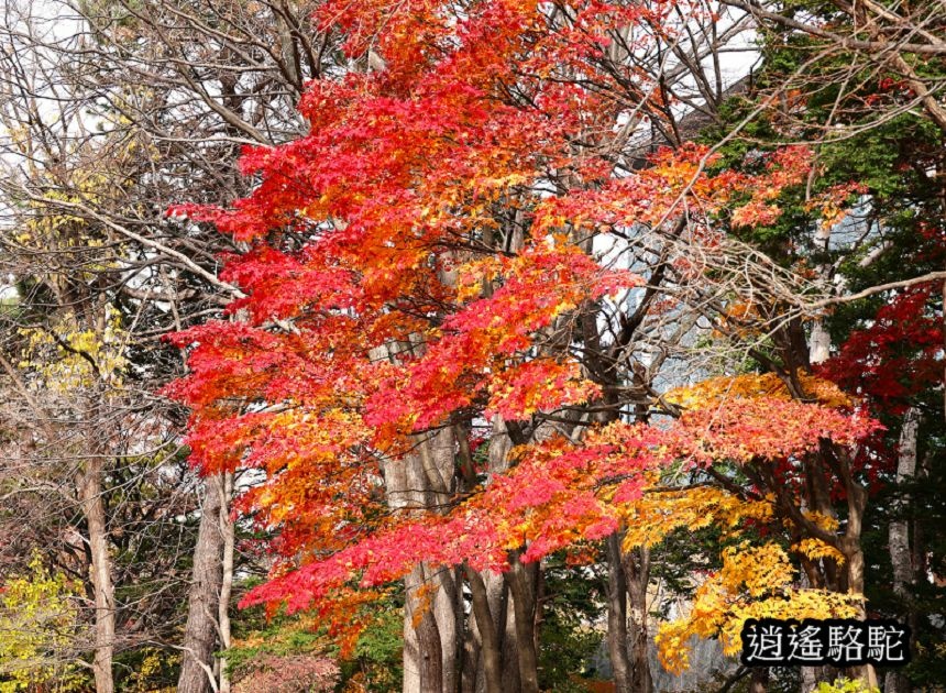 菖蒲池畔秋葉繽紛-日本駱駝