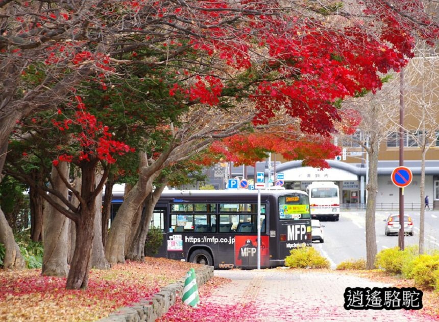 真駒內車站前楓紅層層-日本駱駝