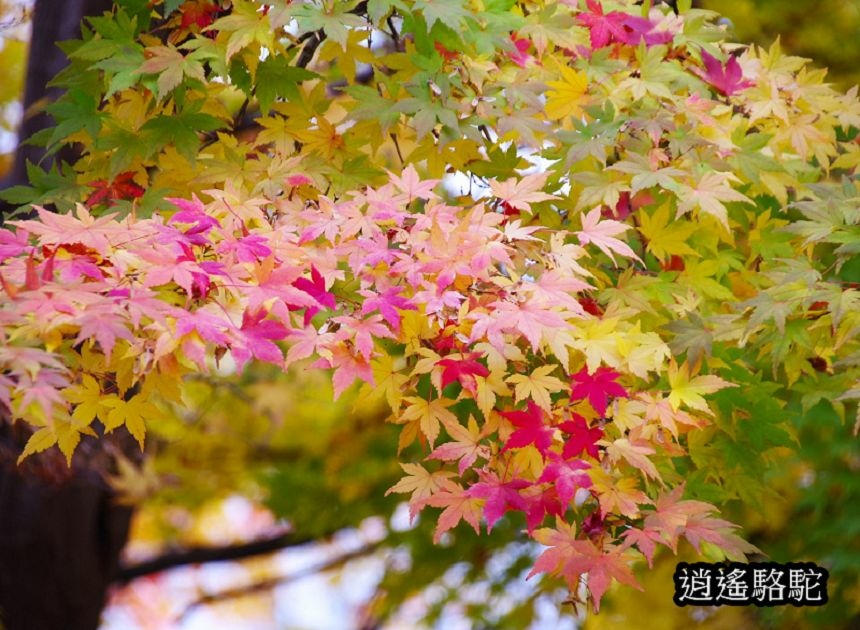 真駒內車站前楓紅層層-日本駱駝