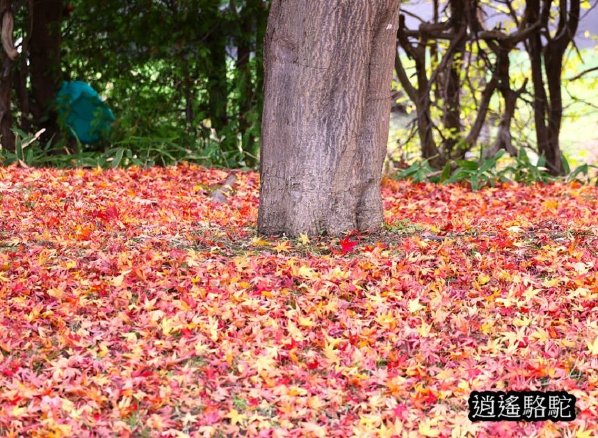 真駒內車站前楓紅層層-日本駱駝