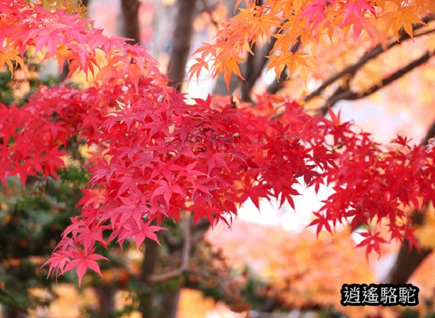 真駒內車站前楓紅層層-日本駱駝