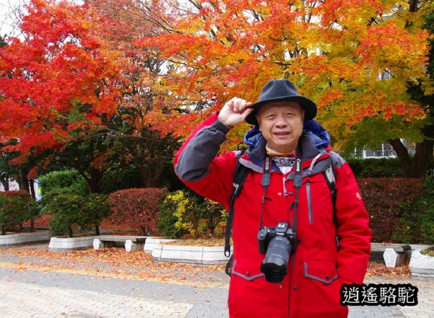 真駒內車站前楓紅層層-日本駱駝