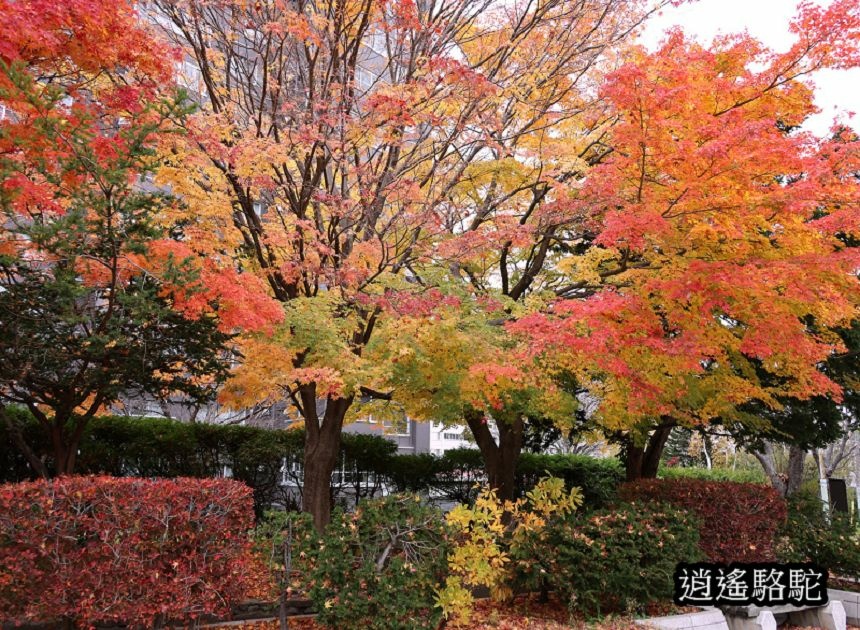 真駒內車站前楓紅層層-日本駱駝