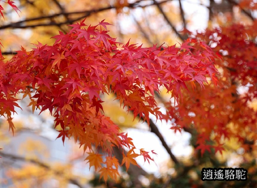 真駒內車站前楓紅層層-日本駱駝