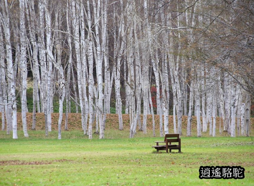 北海道真駒內公園-日本駱駝