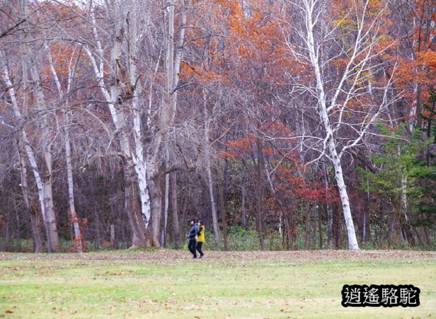 北海道真駒內公園-日本駱駝