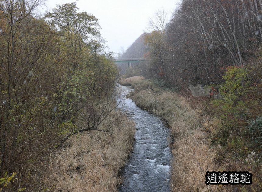 北海道真駒內公園-日本駱駝