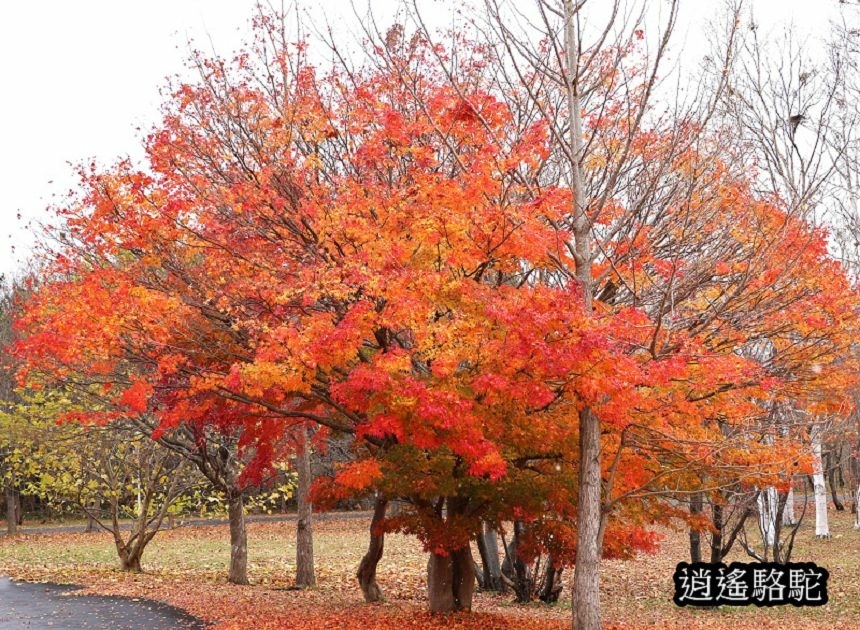 北海道真駒內公園-日本駱駝