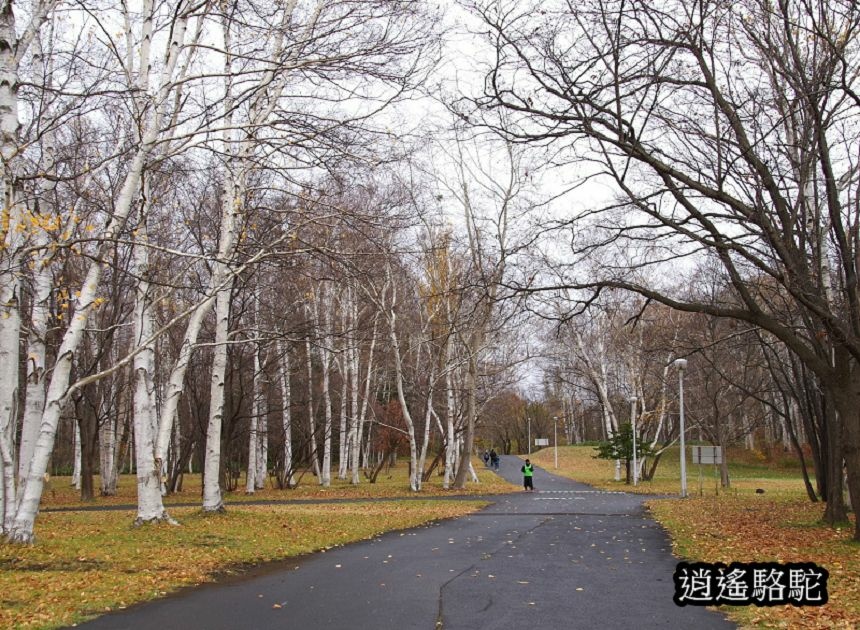 北海道真駒內公園-日本駱駝