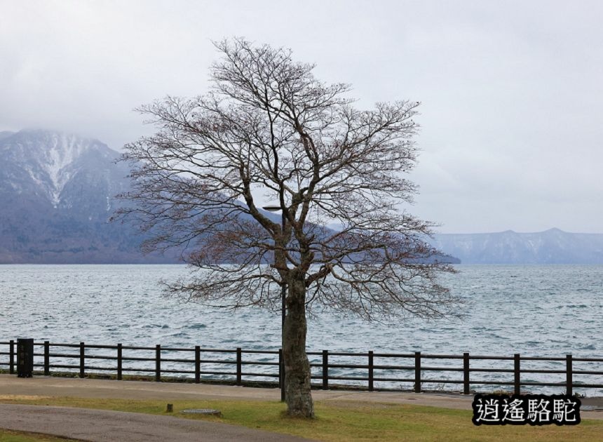 蕭瑟的支笏湖-日本駱駝